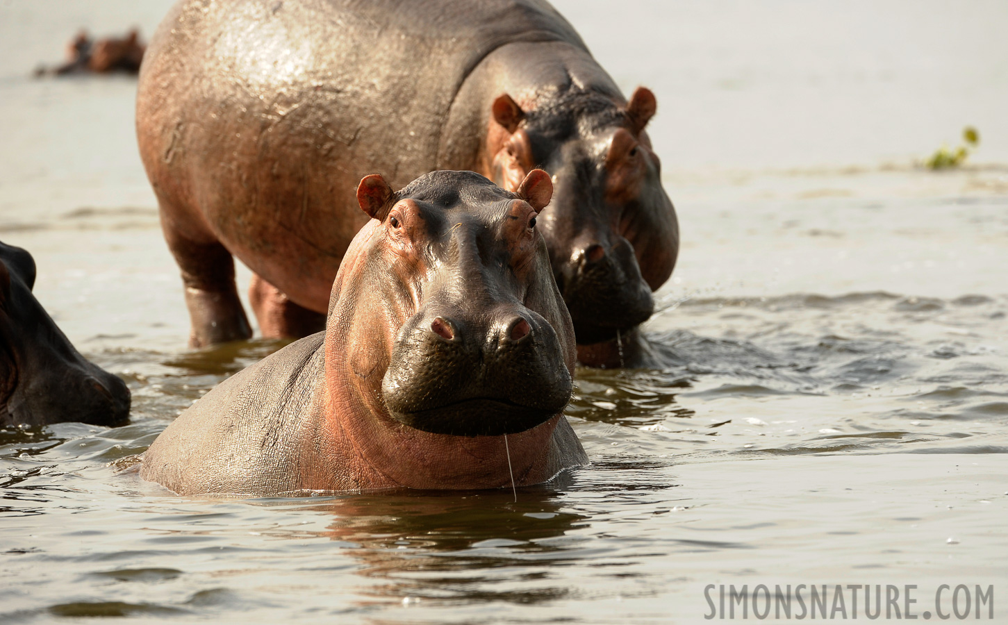 Hippopotamus amphibius amphibius [400 mm, 1/640 Sek. bei f / 7.1, ISO 800]